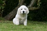 GOLDEN RETRIEVER 964